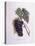 Muscat Grape Vine (Vitis Vinifera)-null-Stretched Canvas