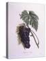 Muscat Grape Vine (Vitis Vinifera)-null-Stretched Canvas