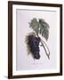 Muscat Grape Vine (Vitis Vinifera)-null-Framed Giclee Print