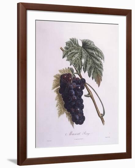 Muscat Grape Vine (Vitis Vinifera)-null-Framed Giclee Print