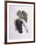 Muscat Grape Vine (Vitis Vinifera)-null-Framed Giclee Print