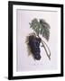 Muscat Grape Vine (Vitis Vinifera)-null-Framed Giclee Print