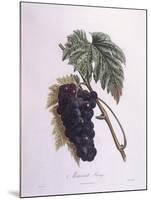 Muscat Grape Vine (Vitis Vinifera)-null-Mounted Giclee Print