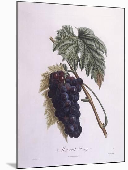 Muscat Grape Vine (Vitis Vinifera)-null-Mounted Giclee Print