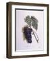 Muscat Grape Vine (Vitis Vinifera)-null-Framed Premium Giclee Print