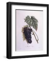 Muscat Grape Vine (Vitis Vinifera)-null-Framed Premium Giclee Print