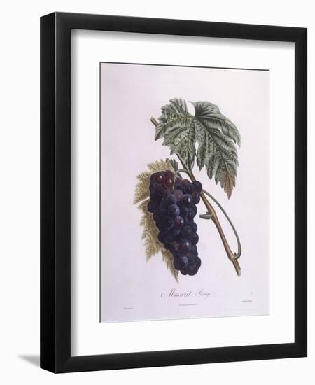 Muscat Grape Vine (Vitis Vinifera)-null-Framed Premium Giclee Print