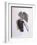 Muscat Grape Vine (Vitis Vinifera)-null-Framed Premium Giclee Print