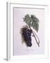Muscat Grape Vine (Vitis Vinifera)-null-Framed Giclee Print