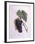 Muscat Grape Vine (Vitis Vinifera)-null-Framed Giclee Print