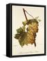 Muscat Hatif Du Puy-De-Dome Grape-A. Kreyder-Framed Stretched Canvas