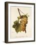 Muscat Hatif Du Puy-De-Dome Grape-A. Kreyder-Framed Giclee Print