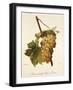 Muscat Hatif Du Puy-De-Dome Grape-A. Kreyder-Framed Giclee Print