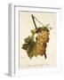 Muscat Hatif Du Puy-De-Dome Grape-A. Kreyder-Framed Giclee Print