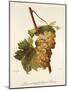 Muscat Hatif Du Puy-De-Dome Grape-A. Kreyder-Mounted Giclee Print