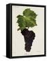 Muscat Noir Grape-J. Troncy-Framed Stretched Canvas