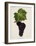 Muscat Noir Grape-J. Troncy-Framed Giclee Print