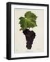 Muscat Noir Grape-J. Troncy-Framed Giclee Print