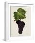 Muscat Noir Grape-J. Troncy-Framed Giclee Print