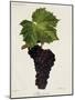 Muscat Noir Grape-J. Troncy-Mounted Giclee Print