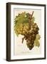 Muscat Pearson Grape-A. Kreyder-Framed Giclee Print