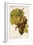 Muscat Pearson Grape-A. Kreyder-Framed Giclee Print