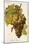 Muscat Pearson Grape-A. Kreyder-Mounted Giclee Print