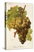 Muscat Pearson Grape-A. Kreyder-Stretched Canvas