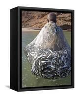 Muscat Region, Bandar Khayran, A Old Fisherman Fishes for Sardines with a Traditional Net, Oman-Mark Hannaford-Framed Stretched Canvas