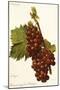 Muscat Rouge De Madere Grape-A. Kreyder-Mounted Giclee Print