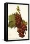 Muscat Rouge De Madere Grape-A. Kreyder-Framed Stretched Canvas