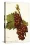 Muscat Rouge De Madere Grape-A. Kreyder-Stretched Canvas