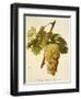 Muscat Saint-Laurent Grape-A. Kreyder-Framed Giclee Print