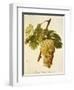 Muscat Saint-Laurent Grape-A. Kreyder-Framed Giclee Print