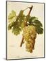 Muscat Saint-Laurent Grape-A. Kreyder-Mounted Giclee Print