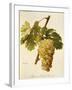 Muscat Saint-Laurent Grape-A. Kreyder-Framed Giclee Print