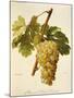 Muscat Saint-Laurent Grape-A. Kreyder-Mounted Giclee Print