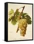 Muscat Saint-Laurent Grape-A. Kreyder-Framed Stretched Canvas