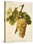 Muscat Saint-Laurent Grape-A. Kreyder-Stretched Canvas