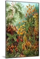 Muscinae Nature Art Print Poster by Ernst Haeckel-null-Mounted Poster