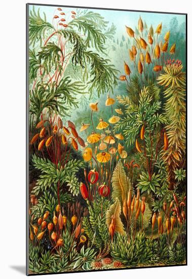 Muscinae Nature Art Print Poster by Ernst Haeckel-null-Mounted Poster