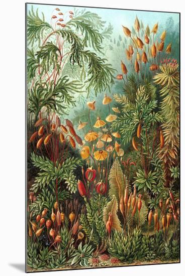 Muscinae Nature by Ernst Haeckel-null-Mounted Art Print