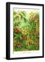 Muscinae-Ernst Haeckel-Framed Art Print