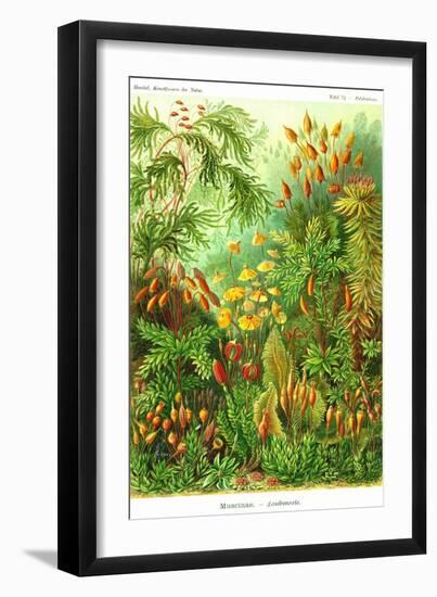 Muscinae-Ernst Haeckel-Framed Art Print
