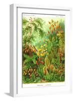 Muscinae-Ernst Haeckel-Framed Art Print