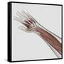 Muscle Anatomy of Human Arm and Hand-null-Framed Stretched Canvas