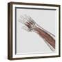 Muscle Anatomy of Human Arm and Hand-null-Framed Art Print