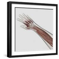 Muscle Anatomy of Human Arm and Hand-null-Framed Art Print