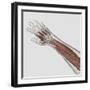 Muscle Anatomy of Human Arm and Hand-null-Framed Art Print