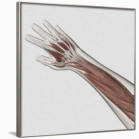 Muscle Anatomy of Human Arm and Hand-null-Framed Art Print